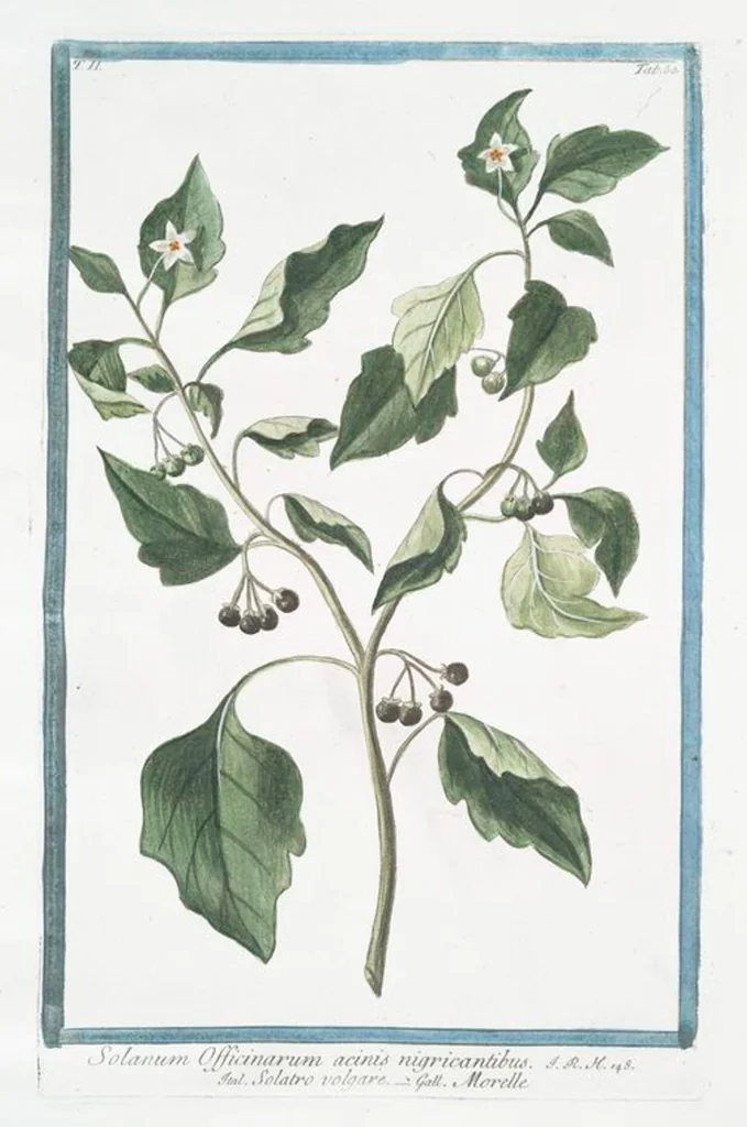An illustration from Hortus Romanus plantaru, 1772, leaf 165