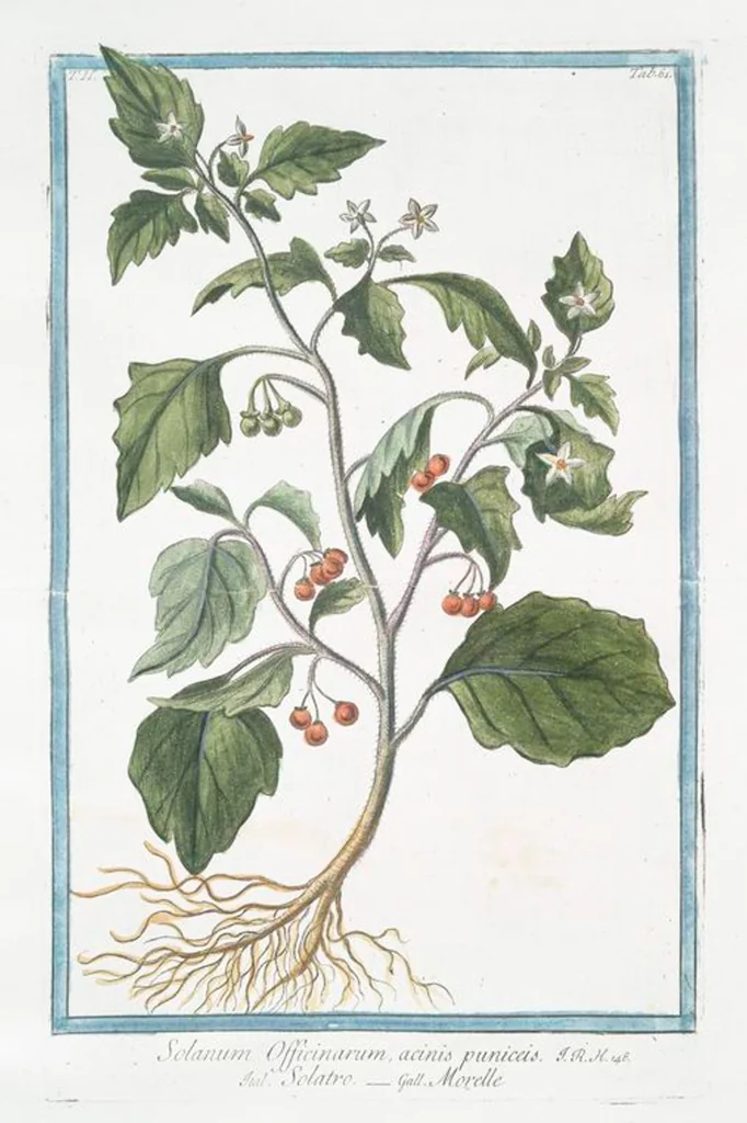 An illustration from Hortus Romanus plantaru, 1772, leaf 166