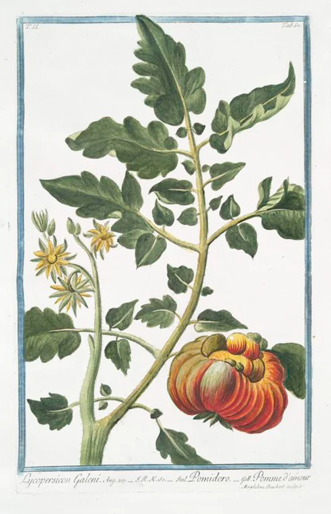 An illustration from Hortus Romanus plantaru, 1772, leaf 167