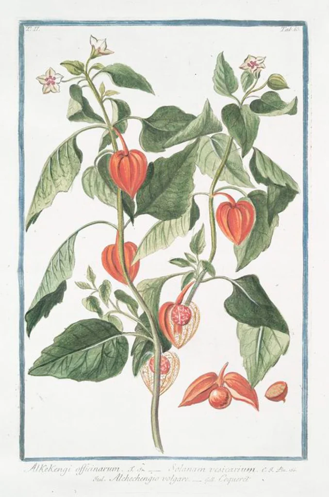 An illustration from Hortus Romanus plantaru, 1772, leaf 168