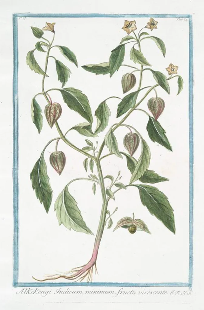 An illustration from Hortus Romanus plantaru, 1772, leaf 169