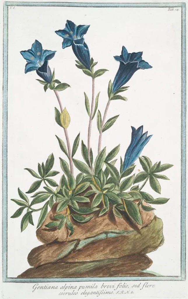 An illustration from Hortus Romanus plantaru, 1772, leaf 17