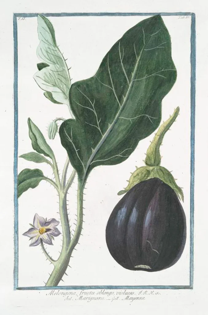 An illustration from Hortus Romanus plantaru, 1772, leaf 170