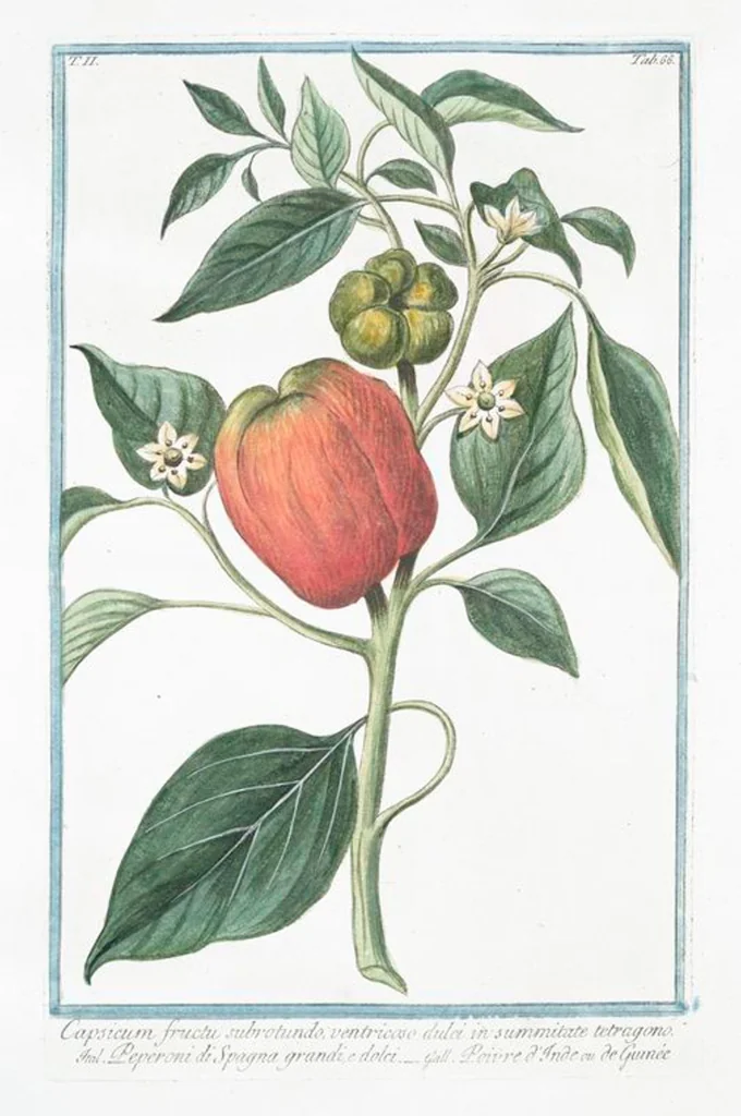An illustration from Hortus Romanus plantaru, 1772, leaf 171
