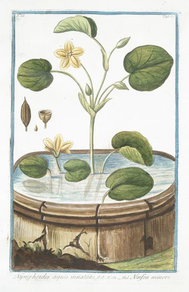 An illustration from Hortus Romanus plantaru, 1772, leaf 172
