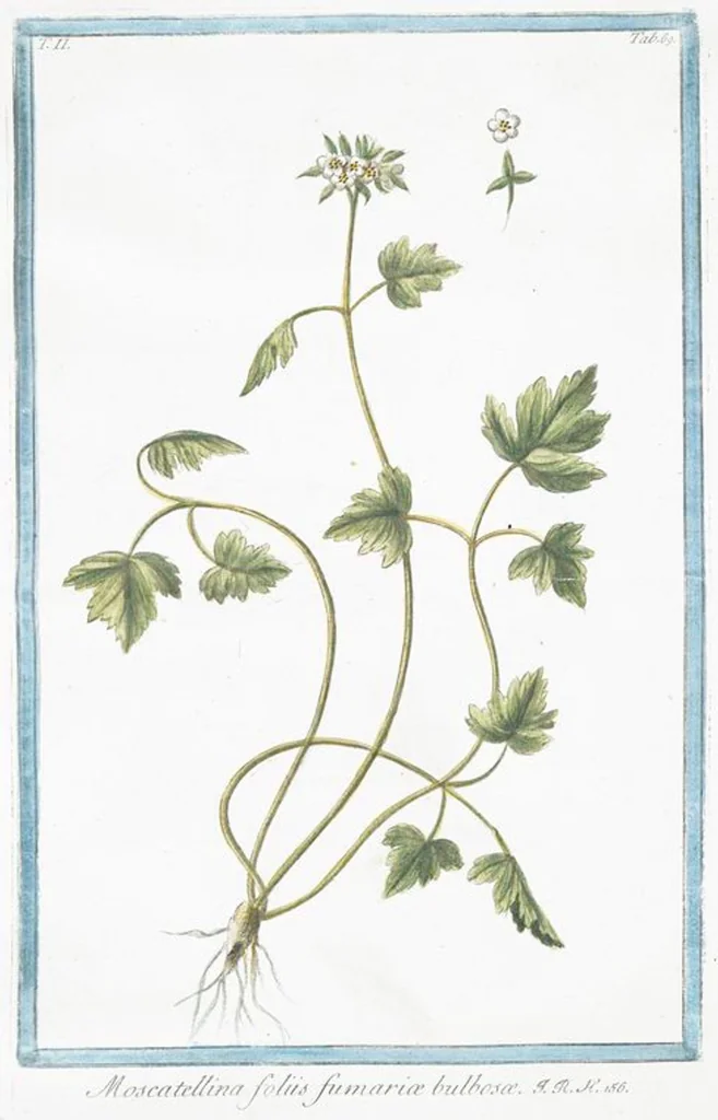 An illustration from Hortus Romanus plantaru, 1772, leaf 174