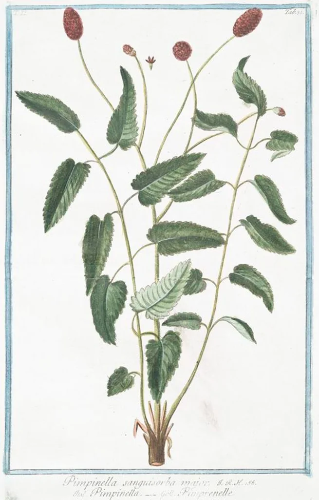 An illustration from Hortus Romanus plantaru, 1772, leaf 175