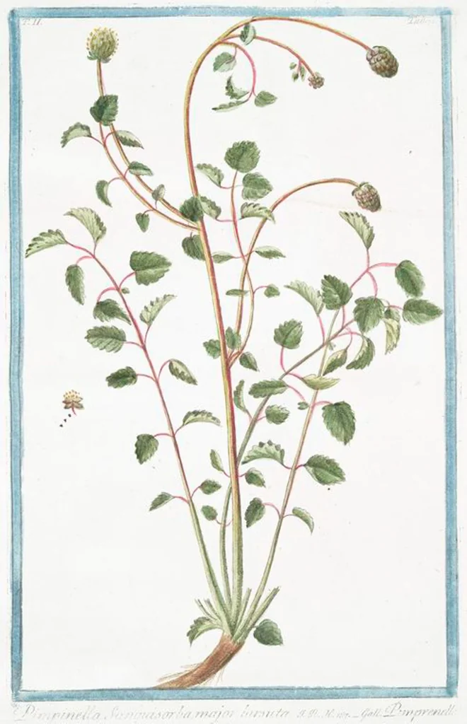 An illustration from Hortus Romanus plantaru, 1772, leaf 176