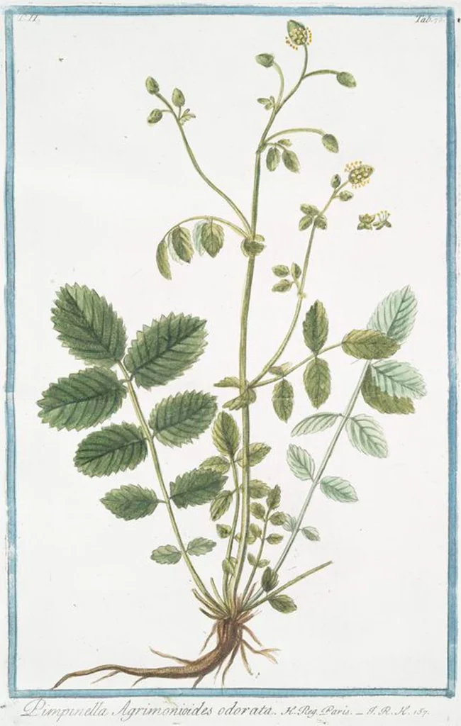 An illustration from Hortus Romanus plantaru, 1772, leaf 177