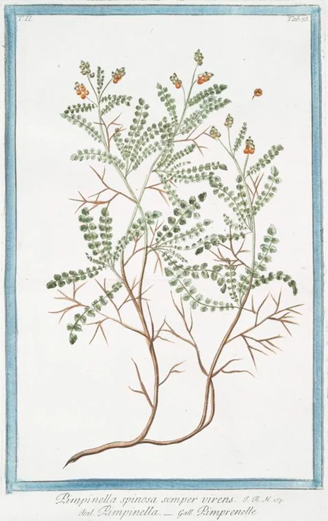 An illustration from Hortus Romanus plantaru, 1772, leaf 178