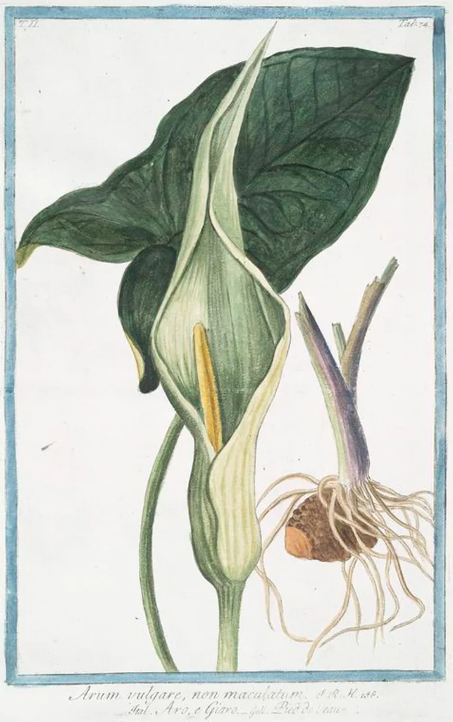 An illustration from Hortus Romanus plantaru, 1772, leaf 179