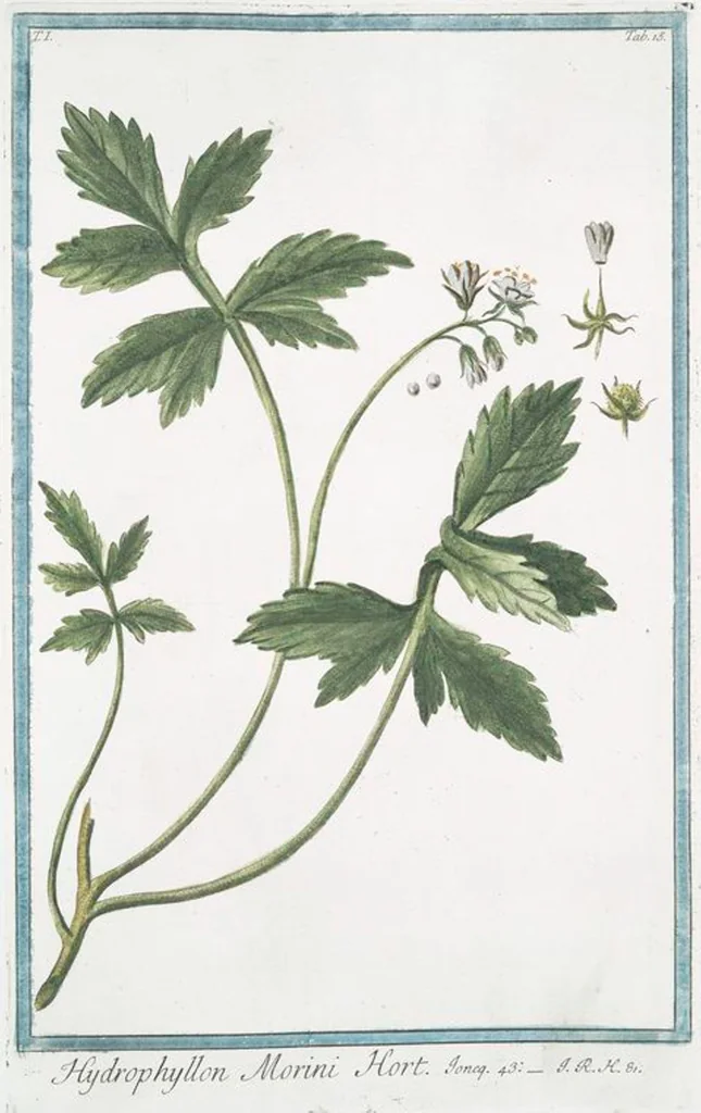 An illustration from Hortus Romanus plantaru, 1772, leaf 18