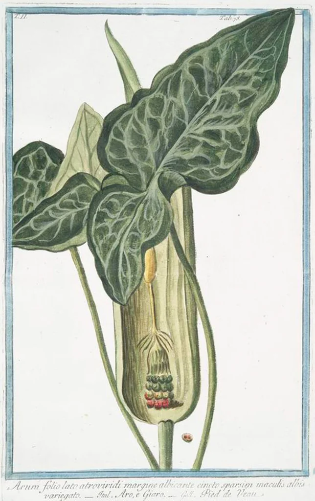 An illustration from Hortus Romanus plantaru, 1772, leaf 180