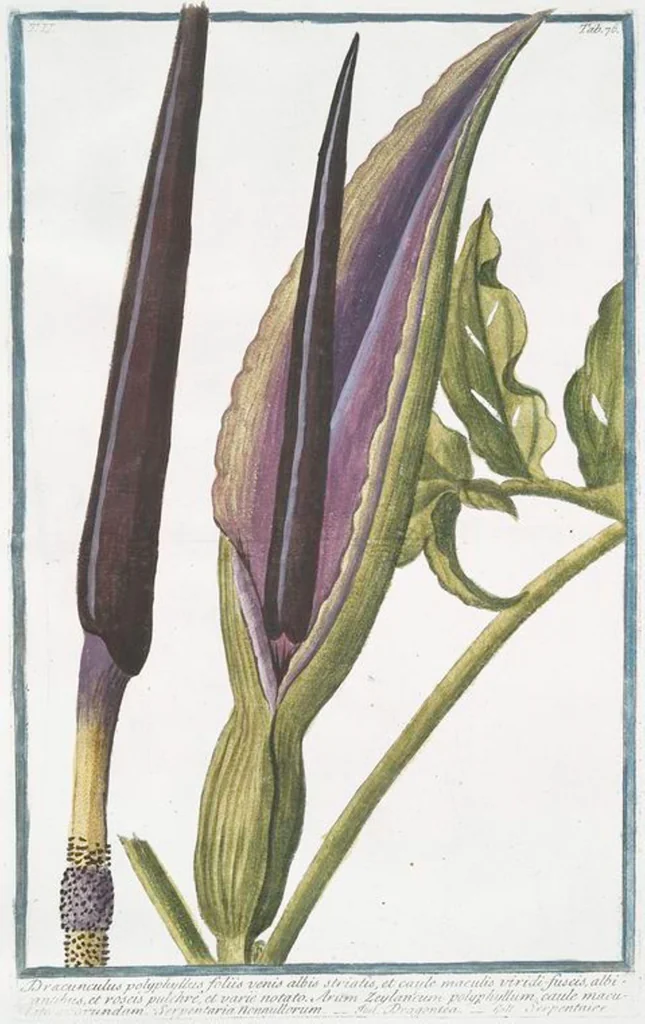 An illustration from Hortus Romanus plantaru, 1772, leaf 181