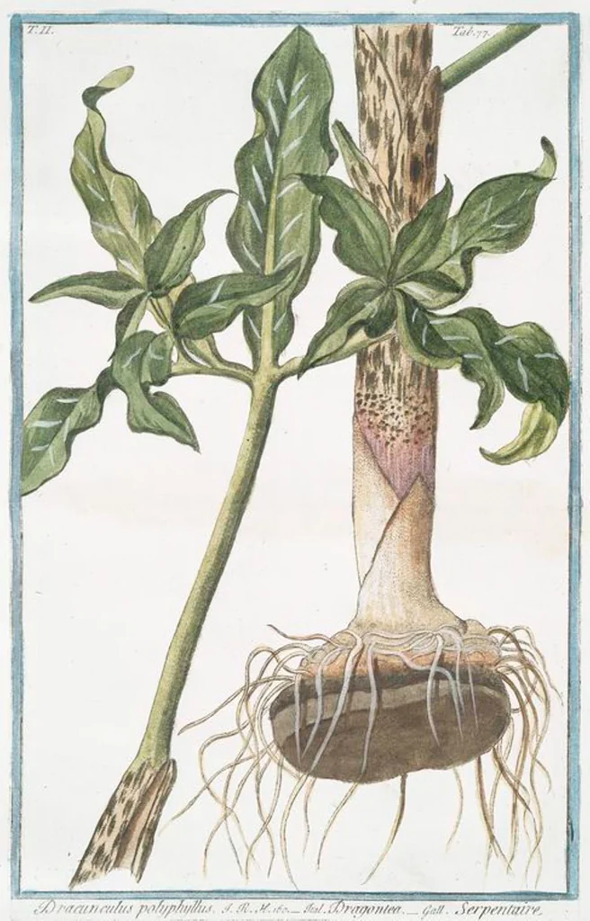 An illustration from Hortus Romanus plantaru, 1772, leaf 182
