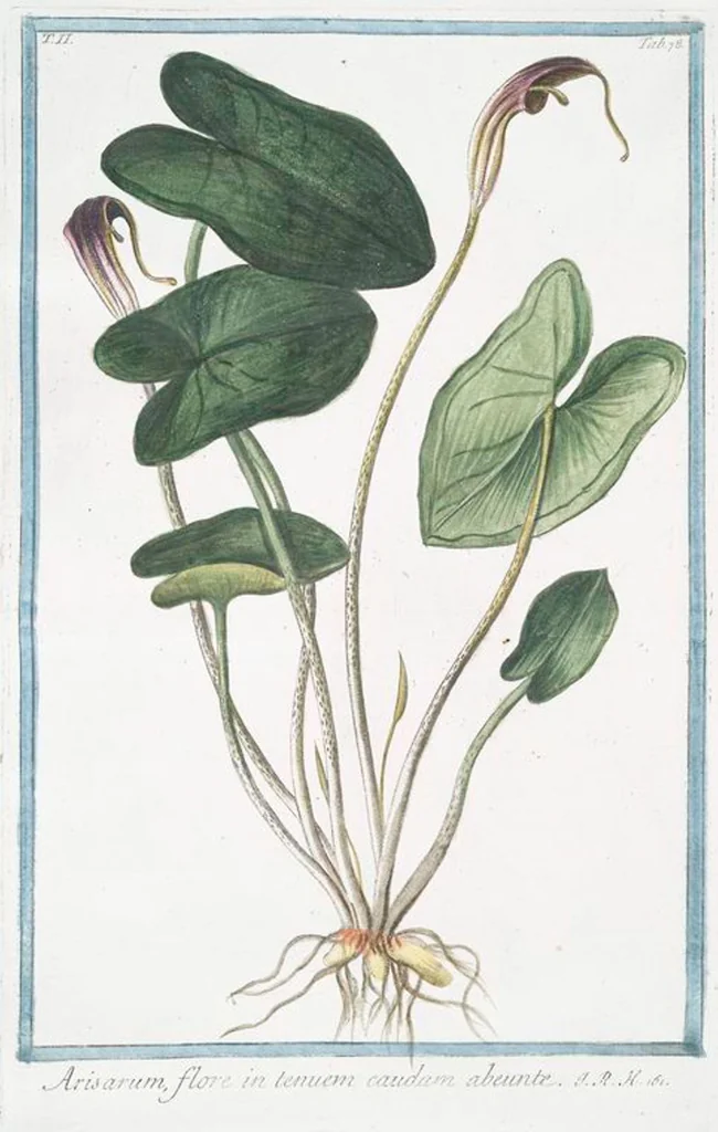An illustration from Hortus Romanus plantaru, 1772, leaf 183