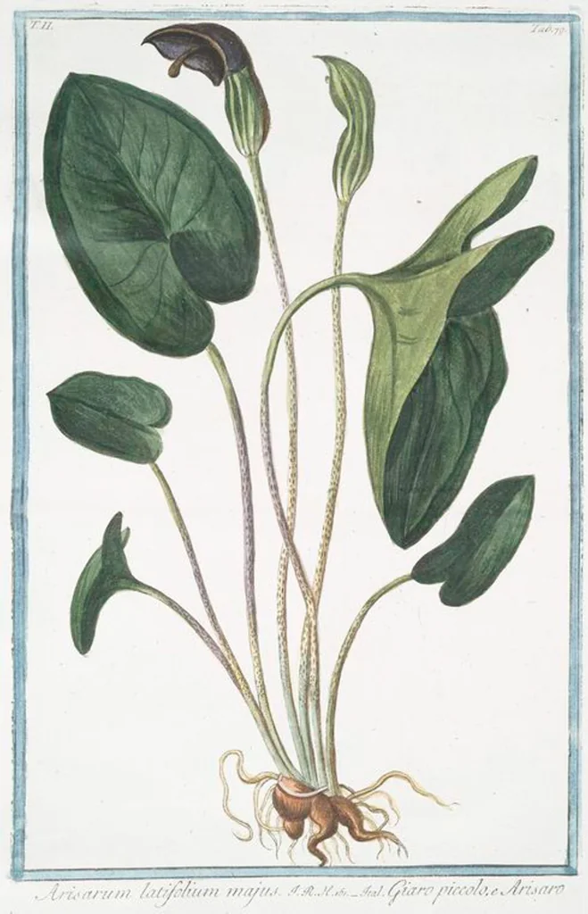 An illustration from Hortus Romanus plantaru, 1772, leaf 184