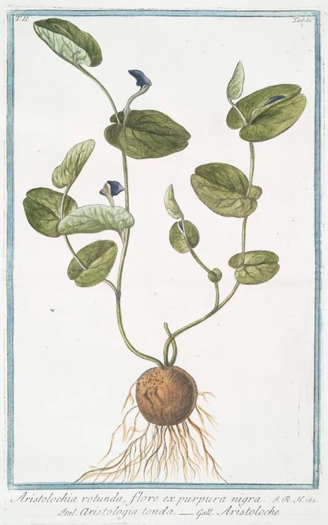 An illustration from Hortus Romanus plantaru, 1772, leaf 185