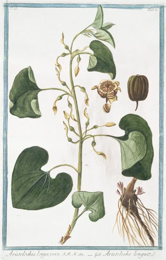 An illustration from Hortus Romanus plantaru, 1772, leaf 186