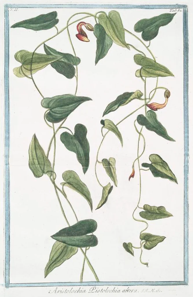 An illustration from Hortus Romanus plantaru, 1772, leaf 187