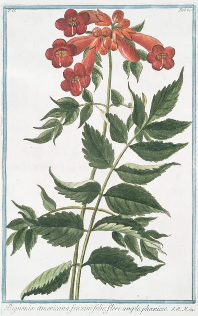 An illustration from Hortus Romanus plantaru, 1772, leaf 189
