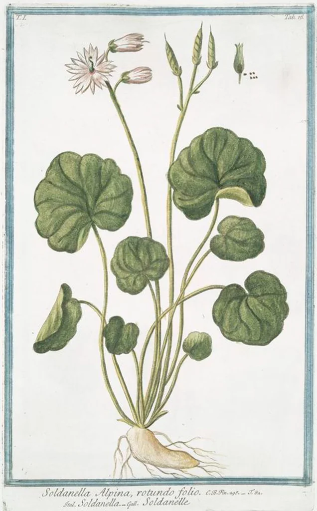 An illustration from Hortus Romanus plantaru, 1772, leaf 19