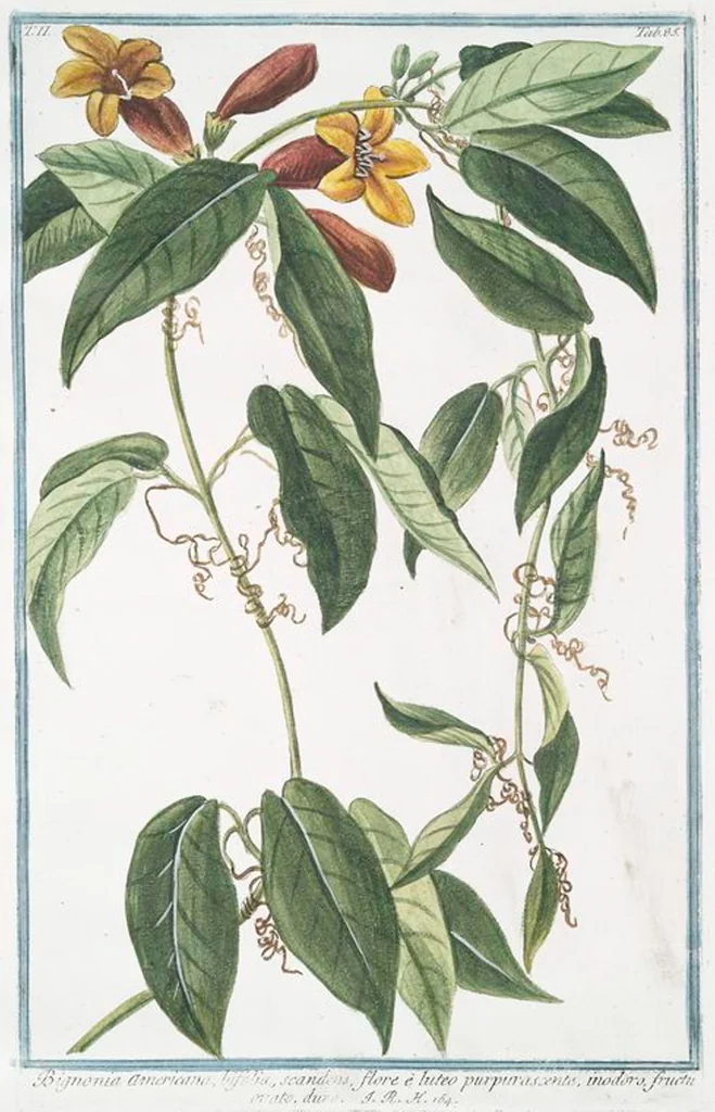 An illustration from Hortus Romanus plantaru, 1772, leaf 190