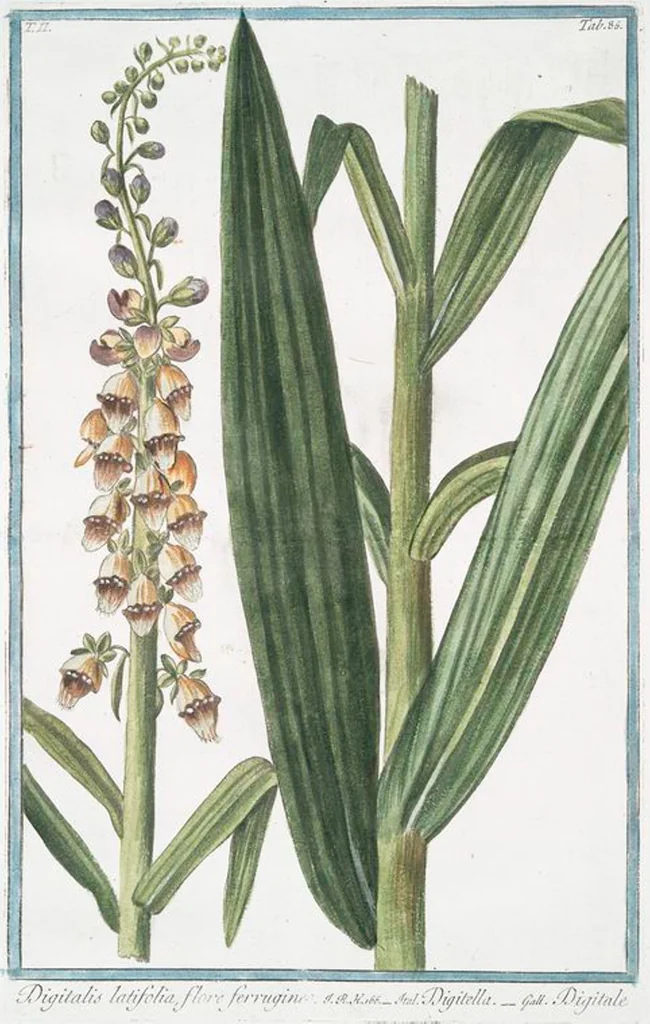 An illustration from Hortus Romanus plantaru, 1772, leaf 191