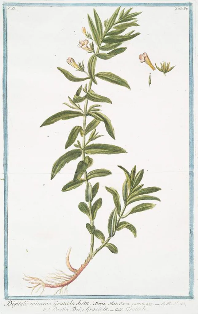 An illustration from Hortus Romanus plantaru, 1772, leaf 192