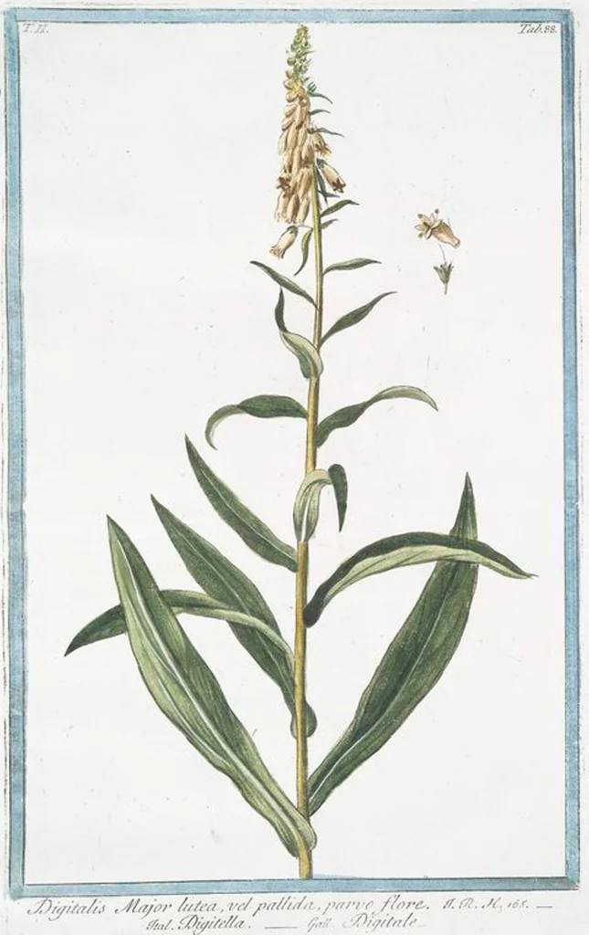 An illustration from Hortus Romanus plantaru, 1772, leaf 193