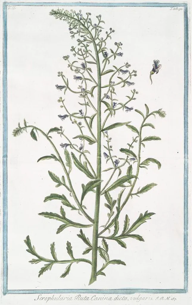 An illustration from Hortus Romanus plantaru, 1772, leaf 195
