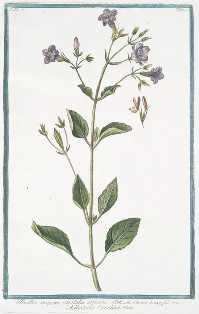 An illustration from Hortus Romanus plantaru, 1772, leaf 197