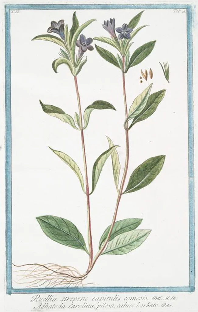 An illustration from Hortus Romanus plantaru, 1772, leaf 198