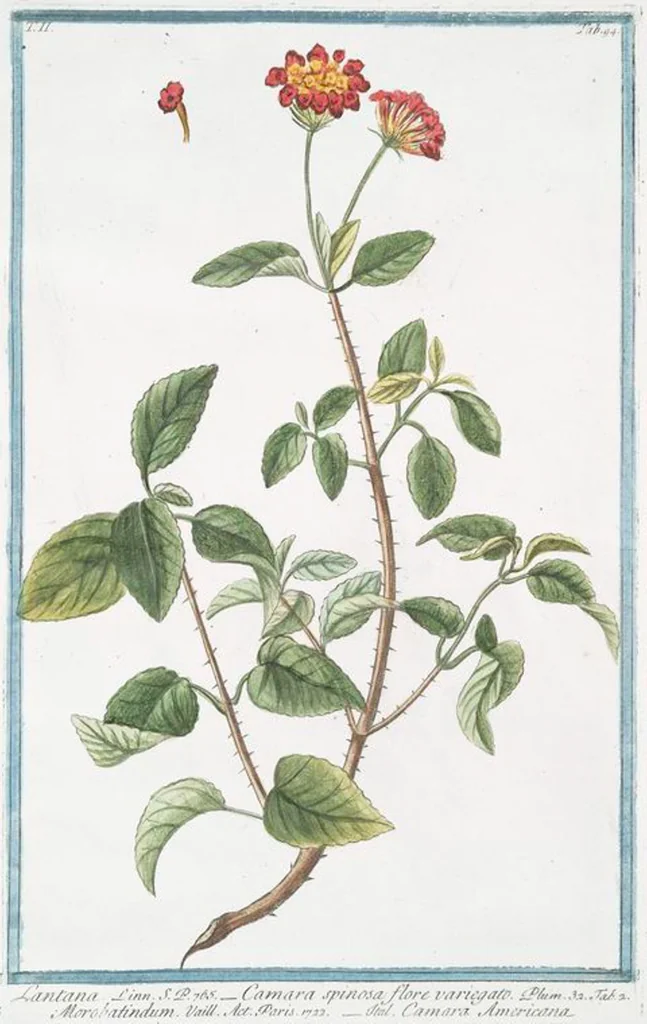An illustration from Hortus Romanus plantaru, 1772, leaf 199
