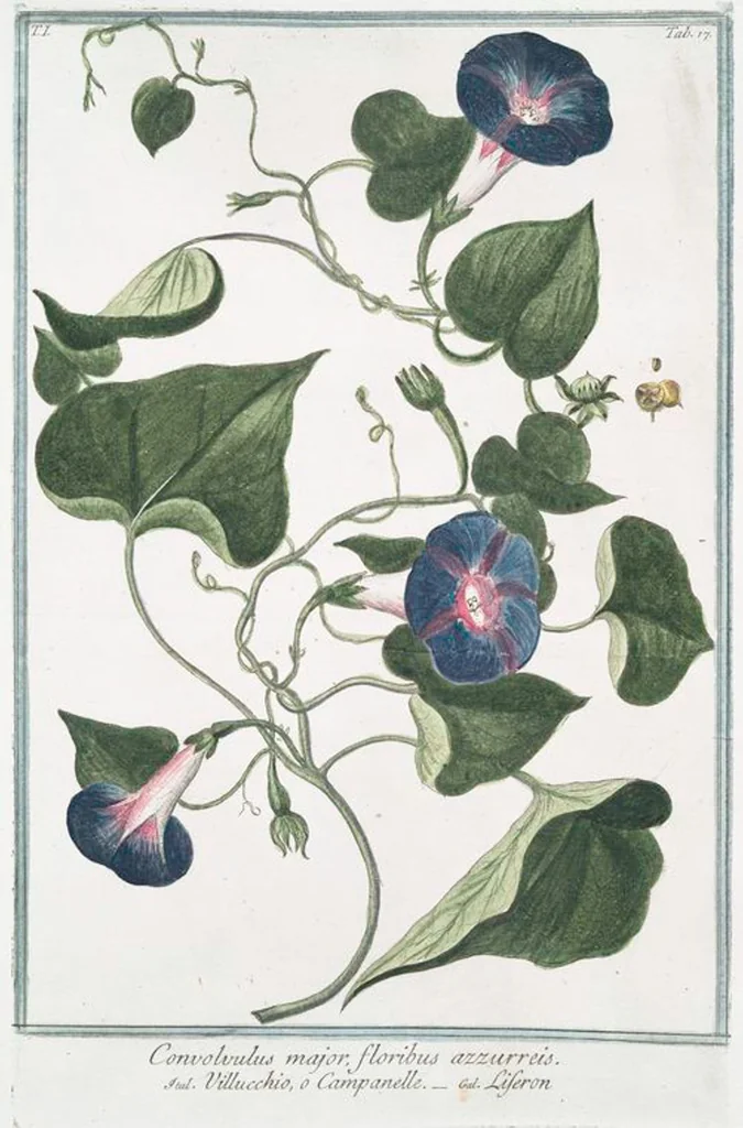 An illustration from Hortus Romanus plantaru, 1772, leaf 20