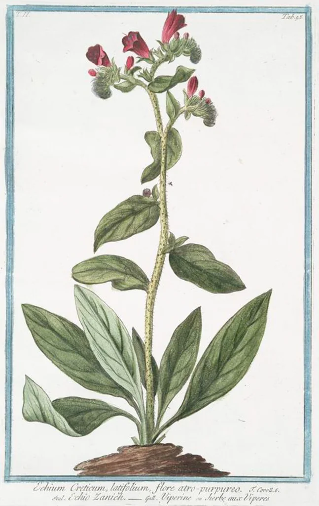 An illustration from Hortus Romanus plantaru, 1772, leaf 200