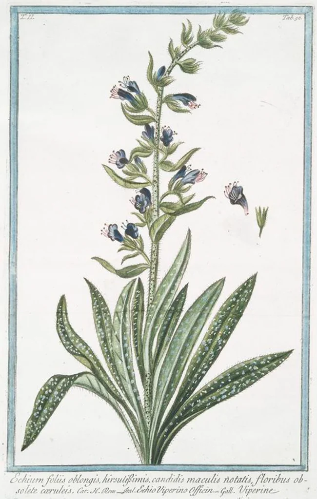 An illustration from Hortus Romanus plantaru, 1772, leaf 201