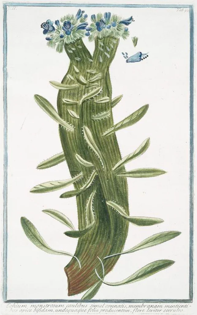 An illustration from Hortus Romanus plantaru, 1772, leaf 202