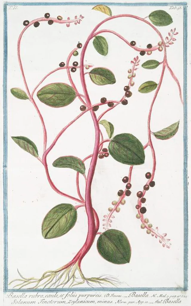 An illustration from Hortus Romanus plantaru, 1772, leaf 203