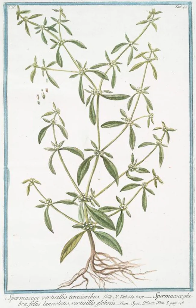 An illustration from Hortus Romanus plantaru, 1772, leaf 204
