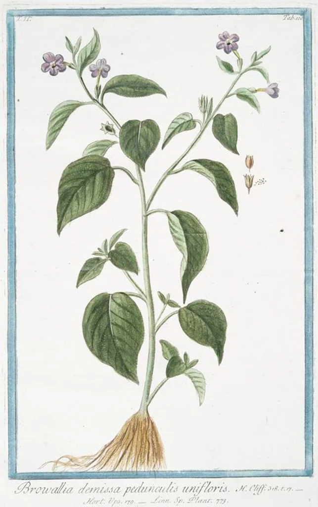 An illustration from Hortus Romanus plantaru, 1772, leaf 205