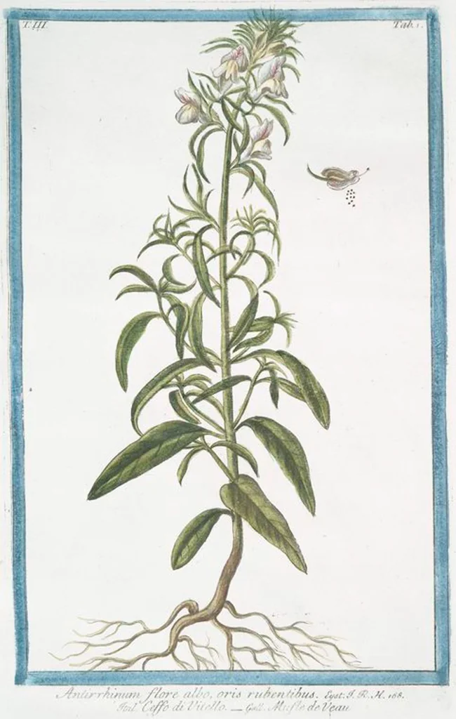 An illustration from Hortus Romanus plantaru, 1772, leaf 208