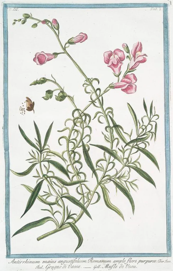 An illustration from Hortus Romanus plantaru, 1772, leaf 209