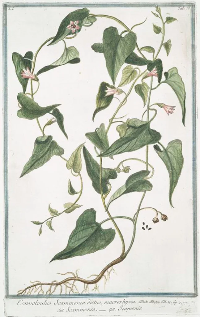 An illustration from Hortus Romanus plantaru, 1772, leaf 21