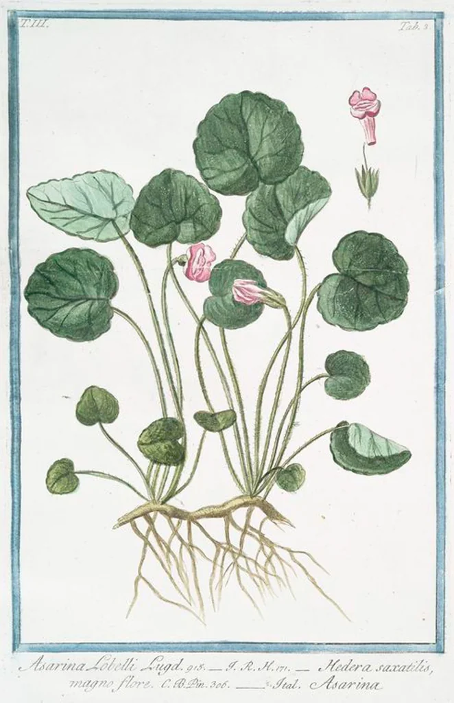 An illustration from Hortus Romanus plantaru, 1772, leaf 210