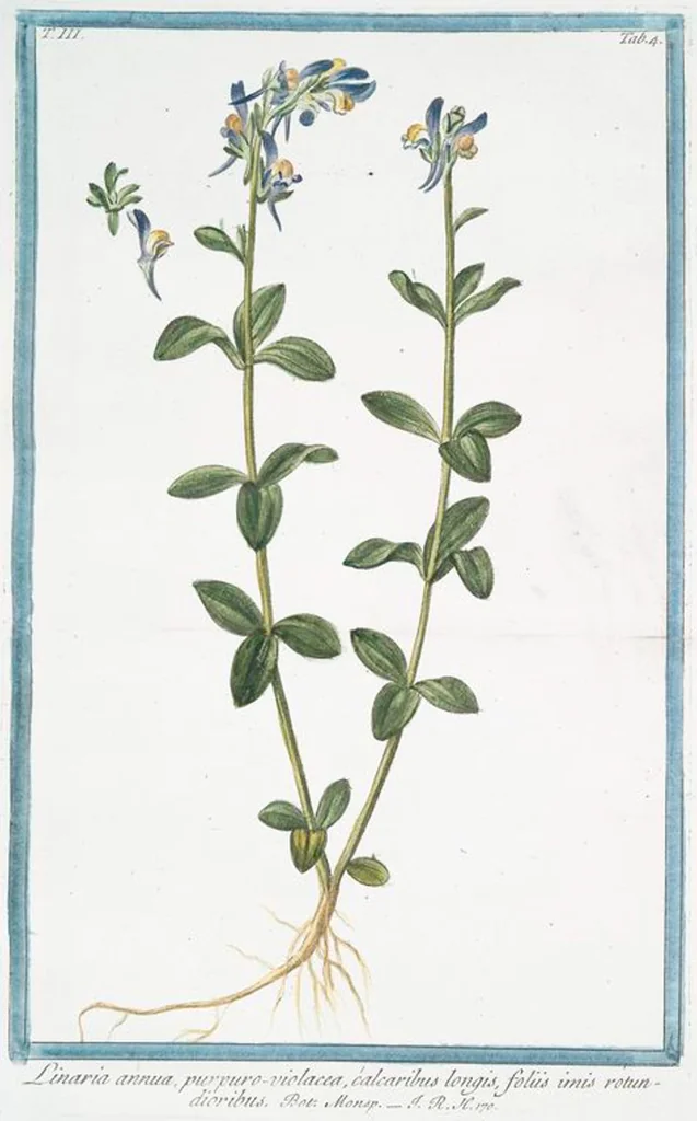 An illustration from Hortus Romanus plantaru, 1772, leaf 211