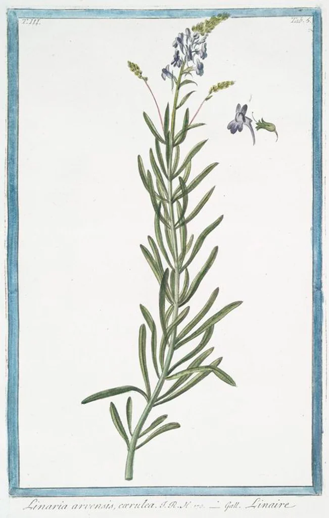 An illustration from Hortus Romanus plantaru, 1772, leaf 212