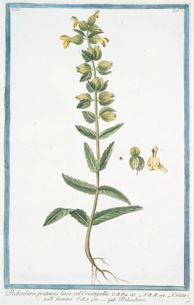 An illustration from Hortus Romanus plantaru, 1772, leaf 213