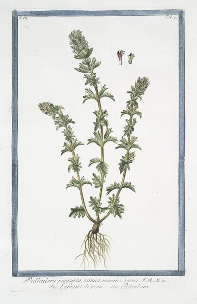 An illustration from Hortus Romanus plantaru, 1772, leaf 214