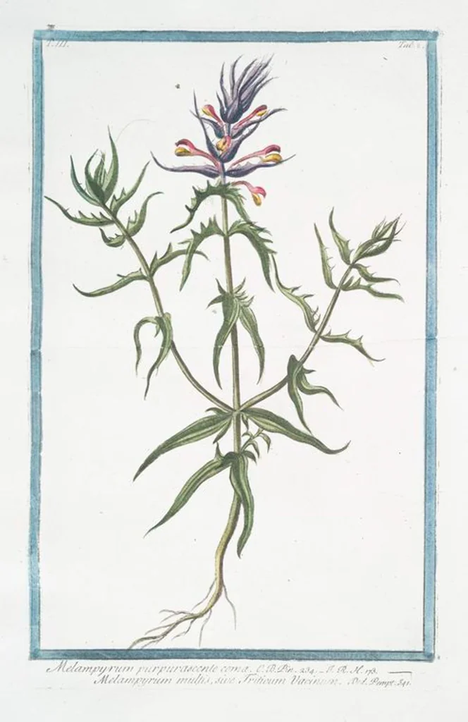 An illustration from Hortus Romanus plantaru, 1772, leaf 215